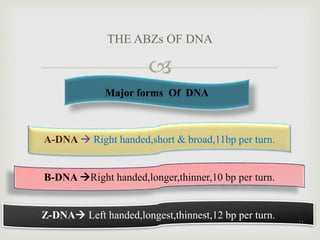 
THE ABZs OF DNA
Major forms Of DNA
A-DNA  Right handed,short & broad,11bp per turn.
B-DNA Right handed,longer,thinner,10 bp per turn.
Z-DNA Left handed,longest,thinnest,12 bp per turn.
11
 