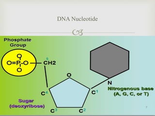
DNA Nucleotide
7
 