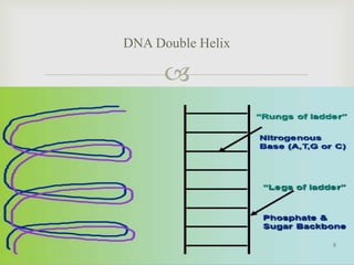 
DNA Double Helix
8
 