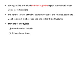 476754075-Riccia-pptx.pptx bsc botany honours | PPTX | Biological ...