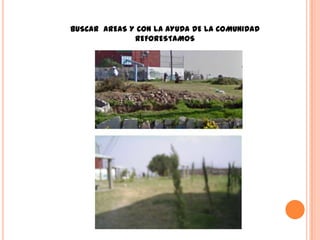 BUSCAR AREAS Y CON LA AYUDA DE LA COMUNIDAD
              REFORESTAMOS
 