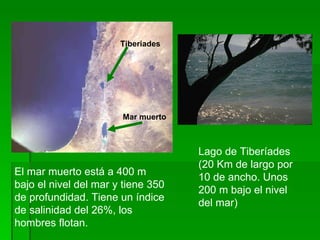 Lago de Tiberíades (20 Km de largo por 10 de ancho. Unos 200 m bajo el nivel del mar) El mar muerto está a 400 m bajo el nivel del mar y tiene 350 de profundidad. Tiene un índice de salinidad del 26%, los hombres flotan. Tiberiades Mar muerto 