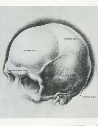  burne-hogarth-drawing-the-human-head