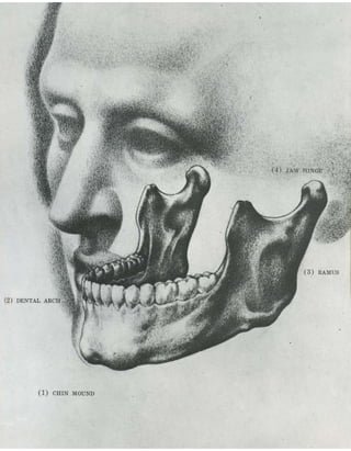  burne-hogarth-drawing-the-human-head