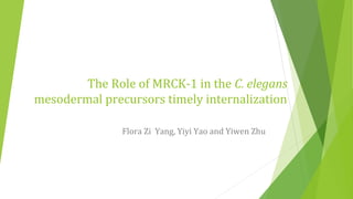 The Role of MRCK-1 in the C. elegans
mesodermal precursors timely internalization
Flora Zi Yang, Yiyi Yao and Yiwen Zhu
 