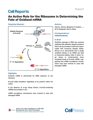 Report 
An Active Role for the Ribosome in Determining the 
Fate of Oxidized mRNA 
Graphical Abstract 
Highlights 
Oxidized mRNA is detrimental for tRNA selection on the 
ribosome 
8-oxoG stalls translation regardless of its position within the 
codon 
In the absence of no-go decay factors, 8-oxoG-containing 
mRNAs accumulate in vivo 
mRNA surveillance mechanisms have evolved to deal with 
damaged mRNA 
Authors 
Carrie L. Simms, Benjamin H. Hudson, ..., 
Ali S. Rangwala, Hani S. Zaher 
Correspondence 
hzaher@wustl.edu 
In Brief 
Oxidative damage to RNA has received 
relatively little attention despite evidence 
that it can accumulate in cells and is asso-ciated 
with numerous disease states. 
Simms et al. demonstrate that a single 
modified residue in an mRNA can lead 
to ribosomal stalling. Cells in which no-go 
decay is compromised show 
increased levels of 8-oxoG mRNA, sug-gesting 
that mRNA surveillance mecha-nisms 
may have evolved to cope with 
damaged mRNA. 
Simms et al., 2014, Cell Reports 9, 1256–1264 
November 20, 2014 ª2014 The Authors 
http://dx.doi.org/10.1016/j.celrep.2014.10.042 
 