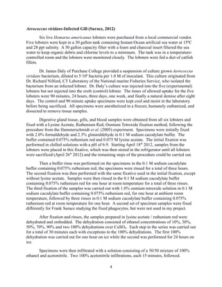 Aerococcus viridans-Infected Gill (Surace, 2012)
Six live Homarus americanus lobsters were purchased from a local commercial vendor.
Five lobsters were kept in a 30 gallon tank containing Instant Ocean artificial sea water at 15ºC
and 28 ppt salinity. A 50 gallon capacity filter with a foam and charcoal insert filtered the sea
water to keep organic debris and chlorine levels to a minimum. The tank was in a temperature-
controlled room and the lobsters were monitored closely. The lobsters were fed a diet of catfish
fillets.
Dr. James Daly of Purchase College provided a suspension of culture grown Aerococcus
viridans bacterium, diluted to 5·106
bacteria per 1.0 M of inoculant. This culture originated from
Dr. Richard Nilford, CT Laboratory of the National marine Fisheries Service, who isolated the
bacterium from an infected lobster. Dr. Daly’s culture was injected into the five (experimental)
lobsters but not injected into the sixth (control) lobster. The times of allowed uptake for the five
lobsters were 90 minutes, 24 hours, three days, one week, and finally a natural demise after eight
days. The control and 90 minute uptake specimens were kept cool and moist in the laboratory
before being sacrificed. All specimens were anesthetized in a freezer, humanely euthanized, and
dissected to remove tissue samples.
Digestive gland tissue, gills, and blood samples were obtained from all six lobsters and
fixed with a Lysine Acetate, Ruthenium Red, Osmium Tetroxide fixation method, following the
procedure from the Hammerschmidt et al. (2005) experiment. Specimens were initially fixed
with 2.0% formaldehyde and 2.5% glutaraldehyde in 0.1 M sodium cacodylate buffer. The
buffer contained 0.075% ruthenium red and 0.075 M lysine acetate. The initial fixation was
performed in chilled solutions with a pH of 6.9. Starting April 18th
2012, samples from the
lobsters were placed in this fixative, which was then stored in the refrigerator until all lobsters
were sacrificed (April 26th
2012) and the remaining steps of the procedure could be carried out.
Then a buffer rinse was performed on the specimens in the 0.1 M sodium cacodylate
buffer containing 0.075% ruthenium red; the specimens were rinsed for a total of three hours.
The second fixation was then performed with the same fixative used in the initial fixation, except
without lysine acetate. Samples were then rinsed in the 0.1 M sodium cacodylate buffer
containing 0.075% ruthenium red for one hour at room temperature for a total of three rinses.
The third fixation of the samples was carried out with 1.0% osmium tetroxide solution in 0.1 M
sodium cacodylate buffer containing 0.075% ruthenium red, for one hour at ambient room
temperature, followed by three rinses in 0.1 M sodium cacodylate buffer containing 0.075%
ruthenium red at room temperature for one hour. A second set of specimen samples were fixed
differently for Frank Surace studying the fixed phagocytes, but were not used in my project.
After fixation and rinses, the samples prepared in lysine acetate / ruthenium red were
dehydrated and embedded. The dehydration consisted of ethanol concentrations of 10%, 30%,
50%, 70%, 90% and two 100% dehydrations over CuSO4. Each step in the series was carried out
for a total of 30 minutes each with exceptions to the 100% dehydrations. The first 100%
dehydration was carried out for one hour on ice while the second was performed for 24 hours on
ice.
Specimens were then infiltrated with a solution consisting of a 50/50 mixture of 100%
ethanol and acetonitrile. Two 100% acetonitrile infiltrations, each 15 minutes, followed.
4
 