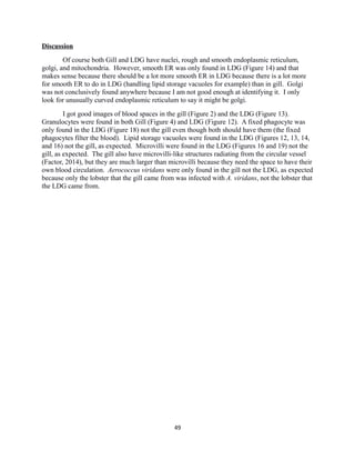 Discussion
Of course both Gill and LDG have nuclei, rough and smooth endoplasmic reticulum,
golgi, and mitochondria. However, smooth ER was only found in LDG (Figure 14) and that
makes sense because there should be a lot more smooth ER in LDG because there is a lot more
for smooth ER to do in LDG (handling lipid storage vacuoles for example) than in gill. Golgi
was not conclusively found anywhere because I am not good enough at identifying it. I only
look for unusually curved endoplasmic reticulum to say it might be golgi.
I got good images of blood spaces in the gill (Figure 2) and the LDG (Figure 13).
Granulocytes were found in both Gill (Figure 4) and LDG (Figure 12). A fixed phagocyte was
only found in the LDG (Figure 18) not the gill even though both should have them (the fixed
phagocytes filter the blood). Lipid storage vacuoles were found in the LDG (Figures 12, 13, 14,
and 16) not the gill, as expected. Microvilli were found in the LDG (Figures 16 and 19) not the
gill, as expected. The gill also have microvilli-like structures radiating from the circular vessel
(Factor, 2014), but they are much larger than microvilli because they need the space to have their
own blood circulation. Aerococcus viridans were only found in the gill not the LDG, as expected
because only the lobster that the gill came from was infected with A. viridans, not the lobster that
the LDG came from.
49
 