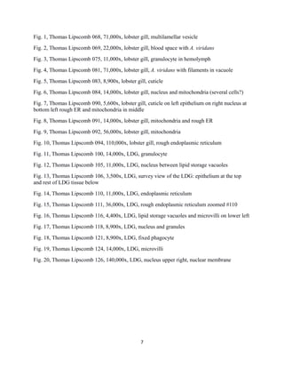 Fig. 1, Thomas Lipscomb 068, 71,000x, lobster gill, multilamellar vesicle
Fig. 2, Thomas Lipscomb 069, 22,000x, lobster gill, blood space with A. viridans
Fig. 3, Thomas Lipscomb 075, 11,000x, lobster gill, granulocyte in hemolymph
Fig. 4, Thomas Lipscomb 081, 71,000x, lobster gill, A. viridans with filaments in vacuole
Fig. 5, Thomas Lipscomb 083, 8,900x, lobster gill, cuticle
Fig. 6, Thomas Lipscomb 084, 14,000x, lobster gill, nucleus and mitochondria (several cells?)
Fig. 7, Thomas Lipscomb 090, 5,600x, lobster gill, cuticle on left epithelium on right nucleus at
bottom left rough ER and mitochondria in middle
Fig. 8, Thomas Lipscomb 091, 14,000x, lobster gill, mitochondria and rough ER
Fig. 9, Thomas Lipscomb 092, 56,000x, lobster gill, mitochondria
Fig. 10, Thomas Lipscomb 094, 110,000x, lobster gill, rough endoplasmic reticulum
Fig. 11, Thomas Lipscomb 100, 14,000x, LDG, granulocyte
Fig. 12, Thomas Lipscomb 105, 11,000x, LDG, nucleus between lipid storage vacuoles
Fig. 13, Thomas Lipscomb 106, 3,500x, LDG, survey view of the LDG: epithelium at the top
and rest of LDG tissue below
Fig. 14, Thomas Lipscomb 110, 11,000x, LDG, endoplasmic reticulum
Fig. 15, Thomas Lipscomb 111, 36,000x, LDG, rough endoplasmic reticulum zoomed #110
Fig. 16, Thomas Lipscomb 116, 4,400x, LDG, lipid storage vacuoles and microvilli on lower left
Fig. 17, Thomas Lipscomb 118, 8,900x, LDG, nucleus and granules
Fig. 18, Thomas Lipscomb 121, 8,900x, LDG, fixed phagocyte
Fig. 19, Thomas Lipscomb 124, 14,000x, LDG, microvilli
Fig. 20, Thomas Lipscomb 126, 140,000x, LDG, nucleus upper right, nuclear membrane
7
 