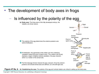 47_EMBRYOLOGY_ppt.ppt47_EMBRYOLOGY_ppt.ppt