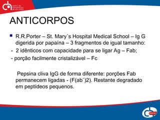 ANTICORPOS
 R.R.Porter – St. Mary´s Hospital Medical School – Ig G
digerida por papaína – 3 fragmentos de igual tamanho:
- 2 idênticos com capacidade para se ligar Ag – Fab;
- porção facilmente cristalizável – Fc
Pepsina cliva IgG de forma diferente: porções Fab
permanecem ligadas - (F(ab`)2). Restante degradado
em peptídeos pequenos.
 