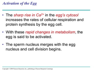 Copyright © 2008 Pearson Education, Inc., publishing as Pearson Benjamin Cummings
Activation of the Egg
• The sharp rise in Ca2+ in the egg’s cytosol
increases the rates of cellular respiration and
protein synthesis by the egg cell.
• With these rapid changes in metabolism, the
egg is said to be activated.
• The sperm nucleus merges with the egg
nucleus and cell division begins.
 