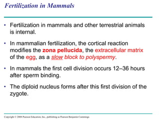 Copyright © 2008 Pearson Education, Inc., publishing as Pearson Benjamin Cummings
Fertilization in Mammals
• Fertilization in mammals and other terrestrial animals
is internal.
• In mammalian fertilization, the cortical reaction
modifies the zona pellucida, the extracellular matrix
of the egg, as a slow block to polyspermy.
• In mammals the first cell division occurs 12–36 hours
after sperm binding.
• The diploid nucleus forms after this first division of the
zygote.
 