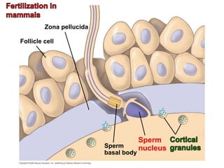 Follicle cell
Zona pellucida
Sperm
nucleus
Sperm
basal body
 