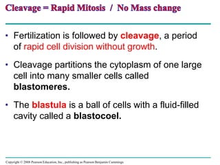 Copyright © 2008 Pearson Education, Inc., publishing as Pearson Benjamin Cummings
• Fertilization is followed by cleavage, a period
of rapid cell division without growth.
• Cleavage partitions the cytoplasm of one large
cell into many smaller cells called
blastomeres.
• The blastula is a ball of cells with a fluid-filled
cavity called a blastocoel.
 