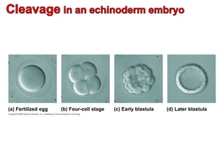 (a) Fertilized egg (b) Four-cell stage (c) Early blastula (d) Later blastula
 
