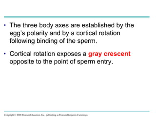 Copyright © 2008 Pearson Education, Inc., publishing as Pearson Benjamin Cummings
• The three body axes are established by the
egg’s polarity and by a cortical rotation
following binding of the sperm.
• Cortical rotation exposes a gray crescent
opposite to the point of sperm entry.
 