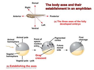 (a) The three axes of the fully
developed embryo
(b) Establishing the axes
Pigmented
cortex
Right
First
cleavage
Dorsal
Left
Posterior
Ventral
Anterior
Gray
crescent
Future
dorsal
side
Vegetal
hemisphere
Vegetal pole - yolk
Animal pole
Animal
hemisphere
Point of
sperm
nucleus
entry
 