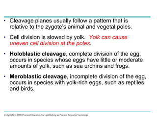 Copyright © 2008 Pearson Education, Inc., publishing as Pearson Benjamin Cummings
• Cleavage planes usually follow a pattern that is
relative to the zygote’s animal and vegetal poles.
• Cell division is slowed by yolk. Yolk can cause
uneven cell division at the poles.
• Holoblastic cleavage, complete division of the egg,
occurs in species whose eggs have little or moderate
amounts of yolk, such as sea urchins and frogs.
• Meroblastic cleavage, incomplete division of the egg,
occurs in species with yolk-rich eggs, such as reptiles
and birds.
 