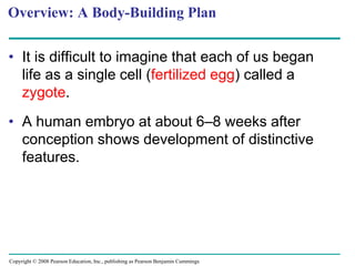 Copyright © 2008 Pearson Education, Inc., publishing as Pearson Benjamin Cummings
Overview: A Body-Building Plan
• It is difficult to imagine that each of us began
life as a single cell (fertilized egg) called a
zygote.
• A human embryo at about 6–8 weeks after
conception shows development of distinctive
features.
 