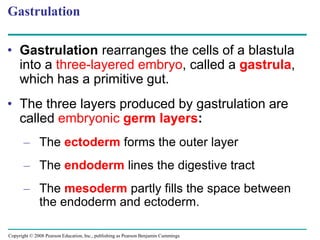 Copyright © 2008 Pearson Education, Inc., publishing as Pearson Benjamin Cummings
Gastrulation
• Gastrulation rearranges the cells of a blastula
into a three-layered embryo, called a gastrula,
which has a primitive gut.
• The three layers produced by gastrulation are
called embryonic germ layers:
– The ectoderm forms the outer layer
– The endoderm lines the digestive tract
– The mesoderm partly fills the space between
the endoderm and ectoderm.
 
