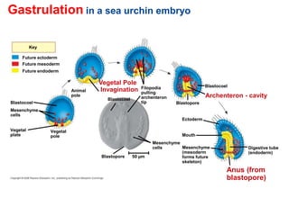 Gastrulation in a sea urchin embryo
Future ectoderm
Key
Future endoderm
Digestive tube
(endoderm)
Mouth
Ectoderm
Mesenchyme
(mesoderm
forms future
skeleton)
Anus (from
blastopore)
Future mesoderm
Blastocoel
Archenteron - cavity
Blastopore
Blastopore
Mesenchyme
cells
Blastocoel
Blastocoel
Mesenchyme
cells
Vegetal Pole
Invagination
Vegetal
plate
Vegetal
pole
Animal
pole
Filopodia
pulling
archenteron
tip
50 µm
 