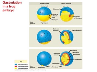 Gastrulation
in a frog
embryo
Future ectoderm
Key
Future endoderm
Future mesoderm
SURFACE VIEW
Animal pole
Vegetal pole
Early
gastrula
Blastopore
Blastocoel
Dorsal lip
of blasto-
pore
CROSS SECTION
Dorsal lip
of blastopore
Late
gastrula
Blastocoel
shrinking Archenteron
Blastocoel
remnant
Archenteron
Blastopore
Blastopore Yolk plug
Ectoderm
Mesoderm
Endoderm
 