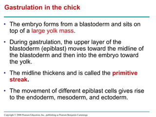 Copyright © 2008 Pearson Education, Inc., publishing as Pearson Benjamin Cummings
• The embryo forms from a blastoderm and sits on
top of a large yolk mass.
• During gastrulation, the upper layer of the
blastoderm (epiblast) moves toward the midline of
the blastoderm and then into the embryo toward
the yolk.
• The midline thickens and is called the primitive
streak.
• The movement of different epiblast cells gives rise
to the endoderm, mesoderm, and ectoderm.
Gastrulation in the chick
 