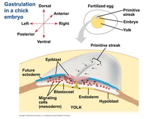 Gastrulation
in a chick
embryo
Endoderm
Future
ectoderm
Migrating
cells
(mesoderm)
Hypoblast
Dorsal Fertilized egg
Blastocoel
YOLK
Anterior
Right
Ventral
Posterior
Left
Epiblast
Primitive streak
Embryo
Yolk
Primitive
streak
 