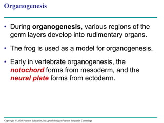 Copyright © 2008 Pearson Education, Inc., publishing as Pearson Benjamin Cummings
Organogenesis
• During organogenesis, various regions of the
germ layers develop into rudimentary organs.
• The frog is used as a model for organogenesis.
• Early in vertebrate organogenesis, the
notochord forms from mesoderm, and the
neural plate forms from ectoderm.
 