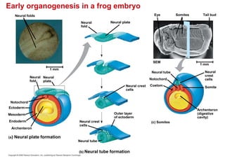 Early organogenesis in a frog embryo
Neural folds Tail bud
Neural tube
(b) Neural tube formation
Neural
fold
Neural plate
Neural
fold
Neural
plate
Neural crest
cells
Neural crest
cells
Outer layer
of ectoderm
Mesoderm
Notochord
Archenteron
Ectoderm
Endoderm
(a) Neural plate formation
(c) Somites
Neural tube
Coelom
Notochord
1 mm
1 mm
SEM
Somite
Neural
crest
cells
Archenteron
(digestive
cavity)
Somites
Eye
 