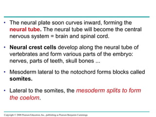 Copyright © 2008 Pearson Education, Inc., publishing as Pearson Benjamin Cummings
• The neural plate soon curves inward, forming the
neural tube. The neural tube will become the central
nervous system = brain and spinal cord.
• Neural crest cells develop along the neural tube of
vertebrates and form various parts of the embryo:
nerves, parts of teeth, skull bones ...
• Mesoderm lateral to the notochord forms blocks called
somites.
• Lateral to the somites, the mesoderm splits to form
the coelom.
 