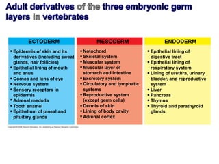 ECTODERM MESODERM ENDODERM
Epidermis of skin and its
derivatives (including sweat
glands, hair follicles)
Epithelial lining of mouth
and anus
Cornea and lens of eye
Nervous system
Sensory receptors in
epidermis
Adrenal medulla
Tooth enamel
Epithelium of pineal and
pituitary glands
Notochord
Skeletal system
Muscular system
Muscular layer of
stomach and intestine
Excretory system
Circulatory and lymphatic
systems
Reproductive system
(except germ cells)
Dermis of skin
Lining of body cavity
Adrenal cortex
Epithelial lining of
digestive tract
Epithelial lining of
respiratory system
Lining of urethra, urinary
bladder, and reproductive
system
Liver
Pancreas
Thymus
Thyroid and parathyroid
glands
 