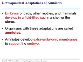 Copyright © 2008 Pearson Education, Inc., publishing as Pearson Benjamin Cummings
Developmental Adaptations of Amniotes
• Embryos of birds, other reptiles, and mammals
develop in a fluid-filled sac in a shell or the
uterus.
• Organisms with these adaptations are called
amniotes.
• Amniotes develop extra-embryonic membranes
to support the embryo.
 