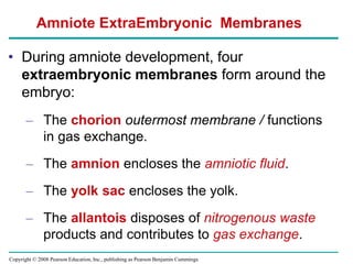 Copyright © 2008 Pearson Education, Inc., publishing as Pearson Benjamin Cummings
• During amniote development, four
extraembryonic membranes form around the
embryo:
– The chorion outermost membrane / functions
in gas exchange.
– The amnion encloses the amniotic fluid.
– The yolk sac encloses the yolk.
– The allantois disposes of nitrogenous waste
products and contributes to gas exchange.
Amniote ExtraEmbryonic Membranes
 