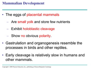 Copyright © 2008 Pearson Education, Inc., publishing as Pearson Benjamin Cummings
Mammalian Development
• The eggs of placental mammals
– Are small yolk and store few nutrients
– Exhibit holoblastic cleavage
– Show no obvious polarity.
• Gastrulation and organogenesis resemble the
processes in birds and other reptiles.
• Early cleavage is relatively slow in humans and
other mammals.
 