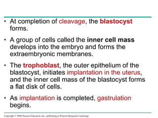 Copyright © 2008 Pearson Education, Inc., publishing as Pearson Benjamin Cummings
• At completion of cleavage, the blastocyst
forms.
• A group of cells called the inner cell mass
develops into the embryo and forms the
extraembryonic membranes.
• The trophoblast, the outer epithelium of the
blastocyst, initiates implantation in the uterus,
and the inner cell mass of the blastocyst forms
a flat disk of cells.
• As implantation is completed, gastrulation
begins.
 