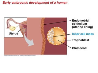 Early embryonic development of a human
Blastocoel
Trophoblast
Uterus
Endometrial
epithelium
(uterine lining)
Inner cell mass
 