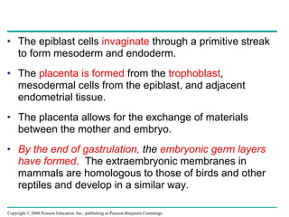 Copyright © 2008 Pearson Education, Inc., publishing as Pearson Benjamin Cummings
• The epiblast cells invaginate through a primitive streak
to form mesoderm and endoderm.
• The placenta is formed from the trophoblast,
mesodermal cells from the epiblast, and adjacent
endometrial tissue.
• The placenta allows for the exchange of materials
between the mother and embryo.
• By the end of gastrulation, the embryonic germ layers
have formed. The extraembryonic membranes in
mammals are homologous to those of birds and other
reptiles and develop in a similar way.
 