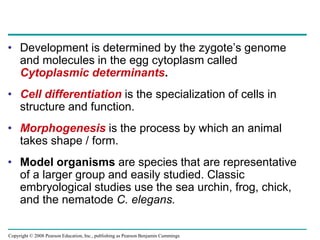 Copyright © 2008 Pearson Education, Inc., publishing as Pearson Benjamin Cummings
• Development is determined by the zygote’s genome
and molecules in the egg cytoplasm called
Cytoplasmic determinants.
• Cell differentiation is the specialization of cells in
structure and function.
• Morphogenesis is the process by which an animal
takes shape / form.
• Model organisms are species that are representative
of a larger group and easily studied. Classic
embryological studies use the sea urchin, frog, chick,
and the nematode C. elegans.
 