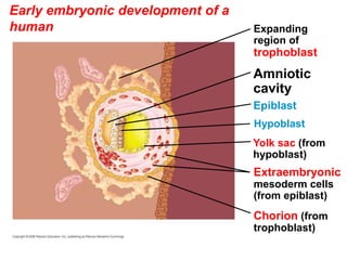 Early embryonic development of a
human
Yolk sac (from
hypoblast)
Hypoblast
Expanding
region of
trophoblast
Amniotic
cavity
Epiblast
Extraembryonic
mesoderm cells
(from epiblast)
Chorion (from
trophoblast)
 
