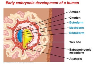 Early embryonic development of a human
Yolk sac
Mesoderm
Amnion
Chorion
Ectoderm
Extraembryonic
mesoderm
Atlantois
Endoderm
 