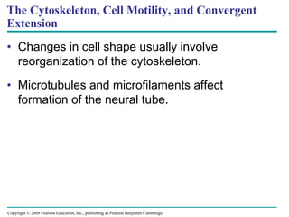 Copyright © 2008 Pearson Education, Inc., publishing as Pearson Benjamin Cummings
The Cytoskeleton, Cell Motility, and Convergent
Extension
• Changes in cell shape usually involve
reorganization of the cytoskeleton.
• Microtubules and microfilaments affect
formation of the neural tube.
 