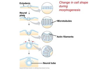 Change in cell shape
during
morphogenesis
Neural tube
Actin filaments
Microtubules
Ectoderm
Neural
plate
 
