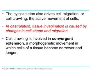 Copyright © 2008 Pearson Education, Inc., publishing as Pearson Benjamin Cummings
• The cytoskeleton also drives cell migration, or
cell crawling, the active movement of cells.
• In gastrulation, tissue invagination is caused by
changes in cell shape and migration.
• Cell crawling is involved in convergent
extension, a morphogenetic movement in
which cells of a tissue become narrower and
longer.
 