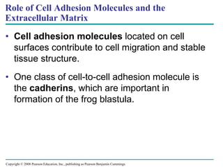 Copyright © 2008 Pearson Education, Inc., publishing as Pearson Benjamin Cummings
Role of Cell Adhesion Molecules and the
Extracellular Matrix
• Cell adhesion molecules located on cell
surfaces contribute to cell migration and stable
tissue structure.
• One class of cell-to-cell adhesion molecule is
the cadherins, which are important in
formation of the frog blastula.
 
