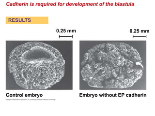 Cadherin is required for development of the blastula
Control embryo Embryo without EP cadherin
0.25 mm 0.25 mm
RESULTS
 