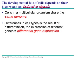 Copyright © 2008 Pearson Education, Inc., publishing as Pearson Benjamin Cummings
The developmental fate of cells depends on their
history and on
• Cells in a multicellular organism share the
same genome.
• Differences in cell types is the result of
differentiation, the expression of different
genes = differential gene expression.
 