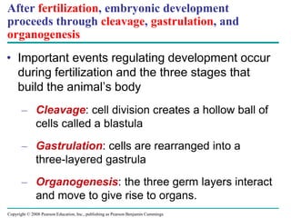 Copyright © 2008 Pearson Education, Inc., publishing as Pearson Benjamin Cummings
After fertilization, embryonic development
proceeds through cleavage, gastrulation, and
organogenesis
• Important events regulating development occur
during fertilization and the three stages that
build the animal’s body
– Cleavage: cell division creates a hollow ball of
cells called a blastula
– Gastrulation: cells are rearranged into a
three-layered gastrula
– Organogenesis: the three germ layers interact
and move to give rise to organs.
 