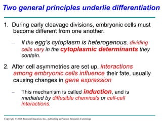 Copyright © 2008 Pearson Education, Inc., publishing as Pearson Benjamin Cummings
1. During early cleavage divisions, embryonic cells must
become different from one another.
– If the egg’s cytoplasm is heterogenous, dividing
cells vary in the cytoplasmic determinants they
contain.
2. After cell asymmetries are set up, interactions
among embryonic cells influence their fate, usually
causing changes in gene expression
– This mechanism is called induction, and is
mediated by diffusible chemicals or cell-cell
interactions.
Two general principles underlie differentiation
 
